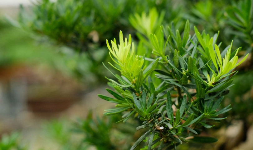 羅漢松修剪方法