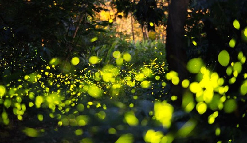 螢火蟲生態 螢火蟲生態