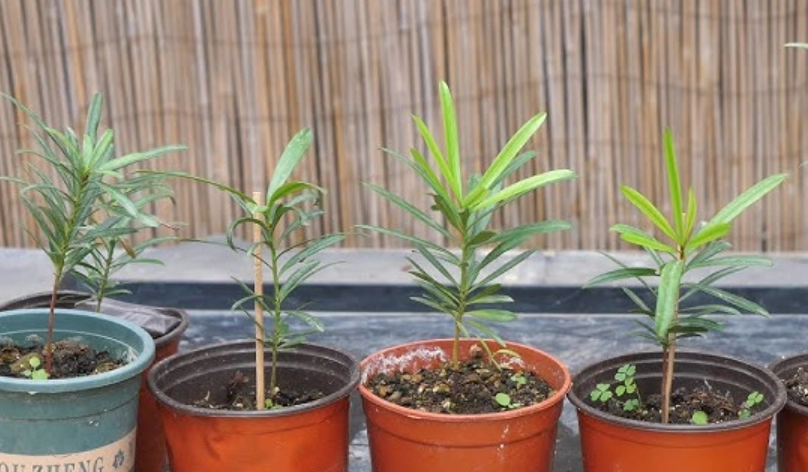 羅漢松扦插 羅漢松扦插