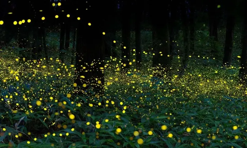 螢火蟲觀賞地點