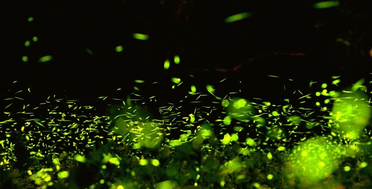 台灣賞螢地點 台灣賞螢地點