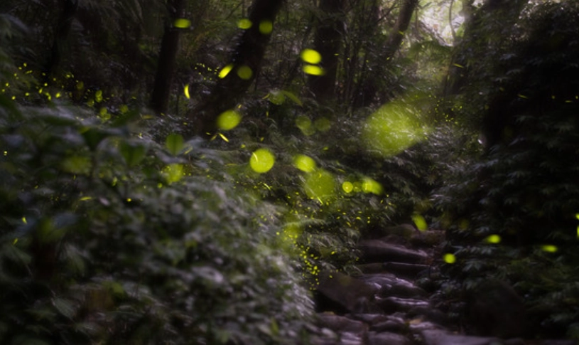螢火蟲觀賞季節