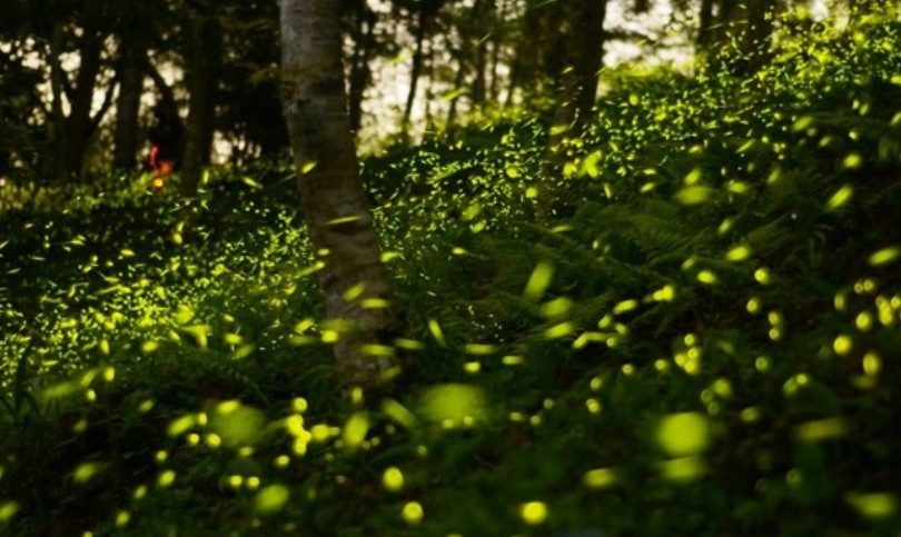 螢火蟲觀賞地點