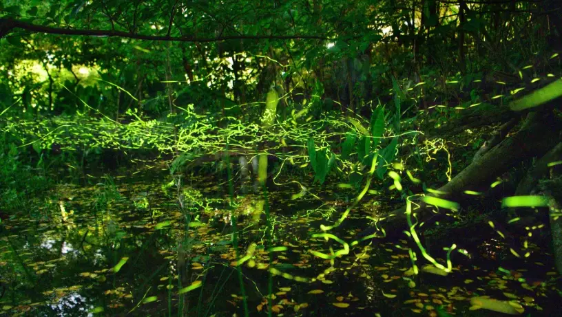 螢火蟲觀賞地點