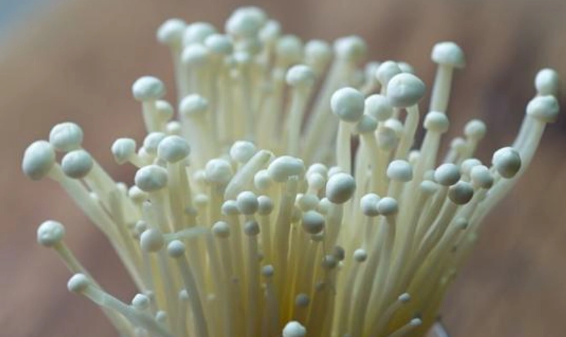 金針菇炒什麼好吃