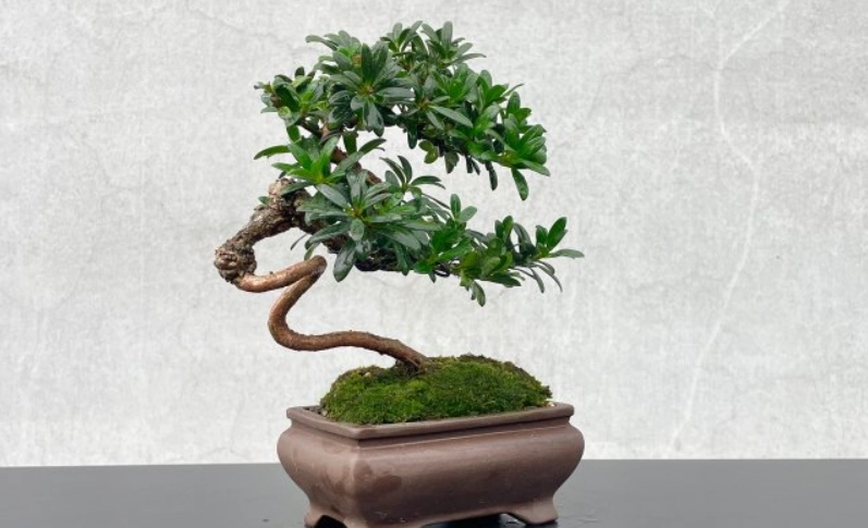 羅漢松擺放位置 羅漢松擺放位置