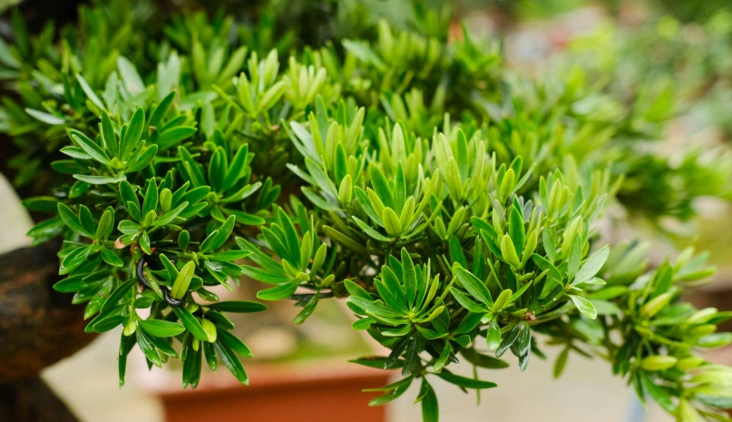 羅漢松扦插 羅漢松扦插