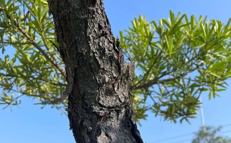 羅漢松樹皮用途