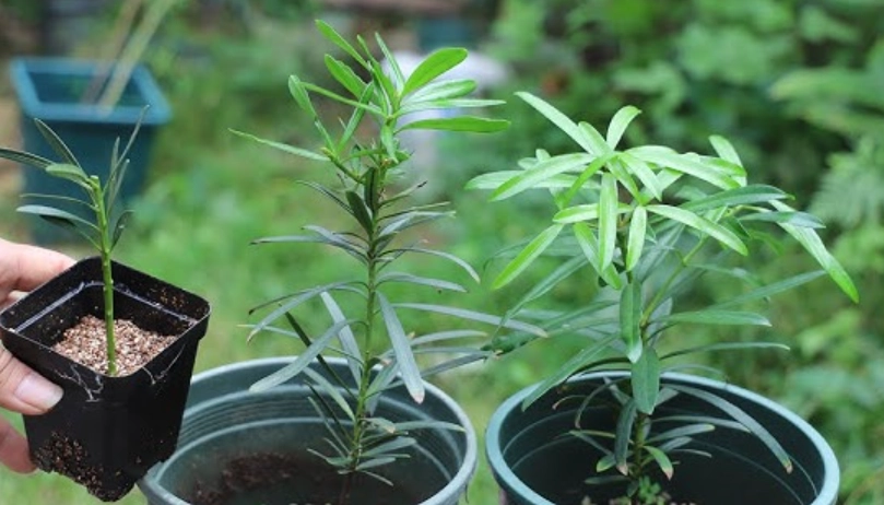 羅漢松種子繁殖 羅漢松種子繁殖