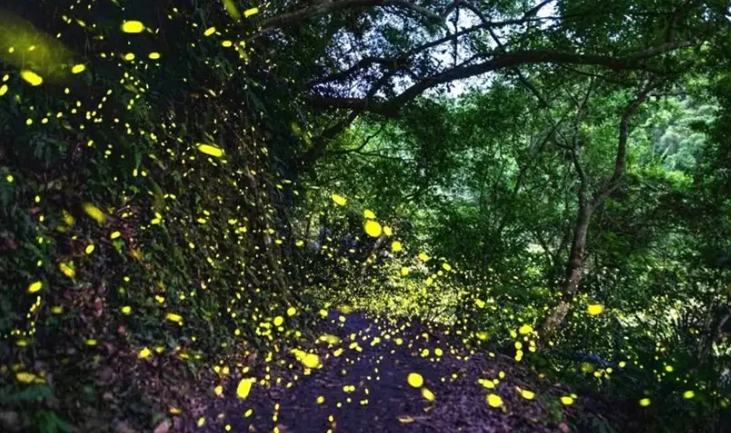台灣賞螢地點 台灣賞螢地點