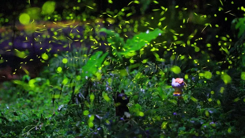 賞螢導覽全攻略：避開人潮、選擇專業導覽與最佳拍攝技巧