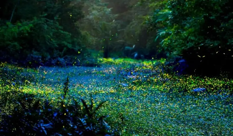 螢火蟲秘境
