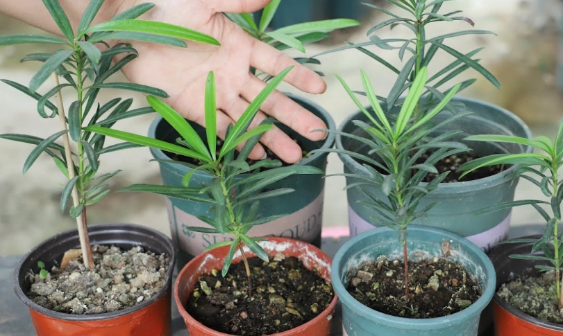 羅漢松繁殖方法 羅漢松繁殖方法