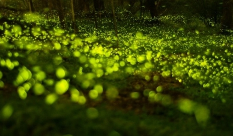 螢火蟲生態 螢火蟲生態