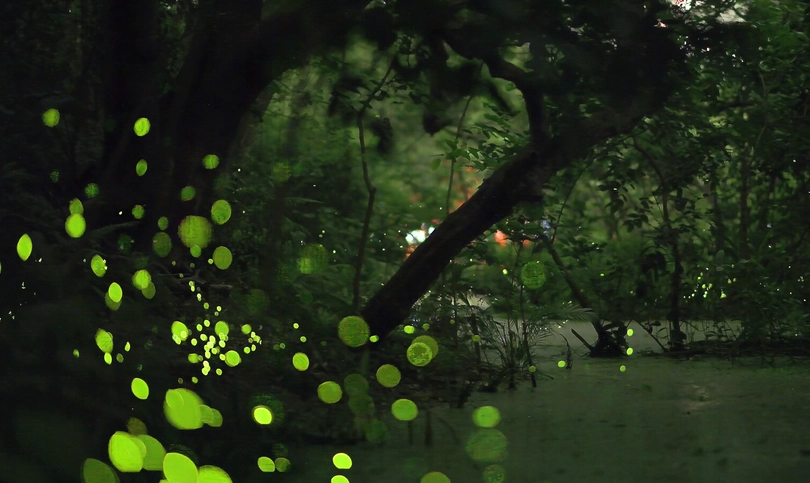 螢火蟲觀賞季節