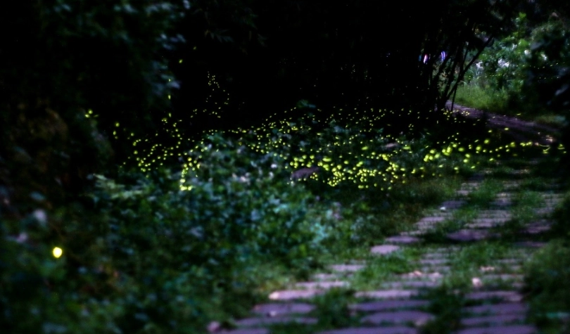 苗栗螢火蟲