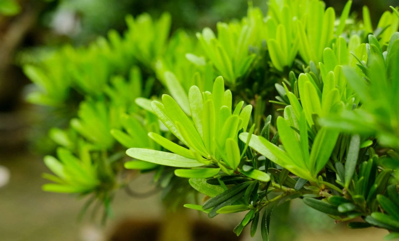 羅漢松繁殖方法 羅漢松繁殖方法