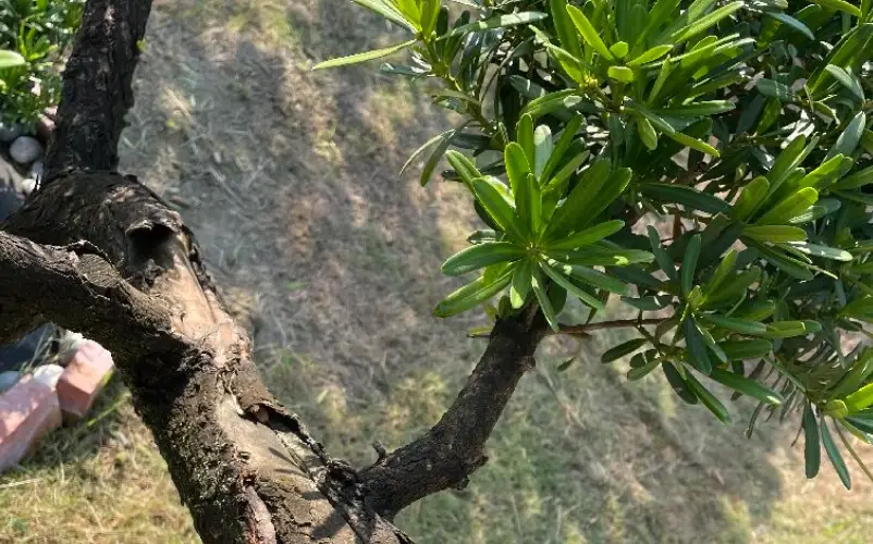 羅漢松樹皮哪裡買