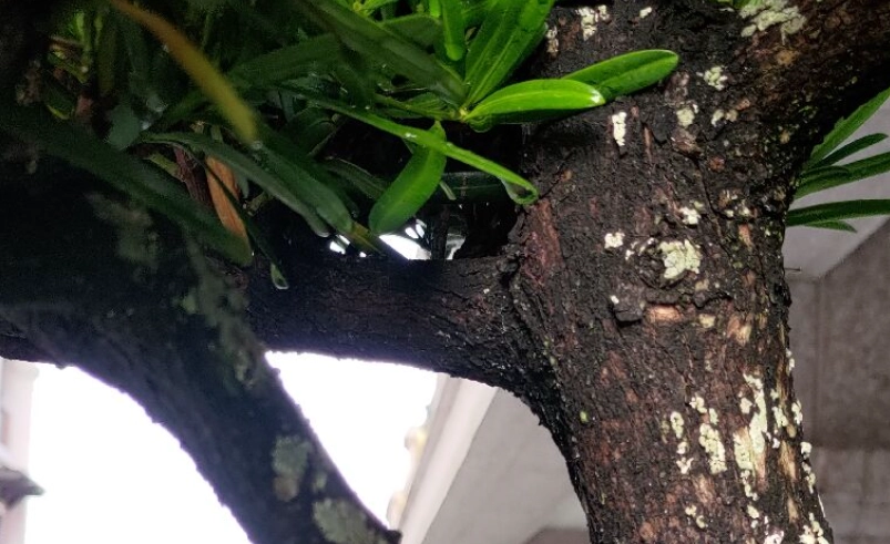 羅漢松樹皮用途