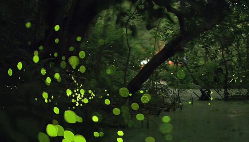 螢火蟲觀賞地點