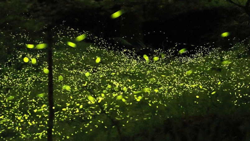 螢火蟲生態 螢火蟲生態