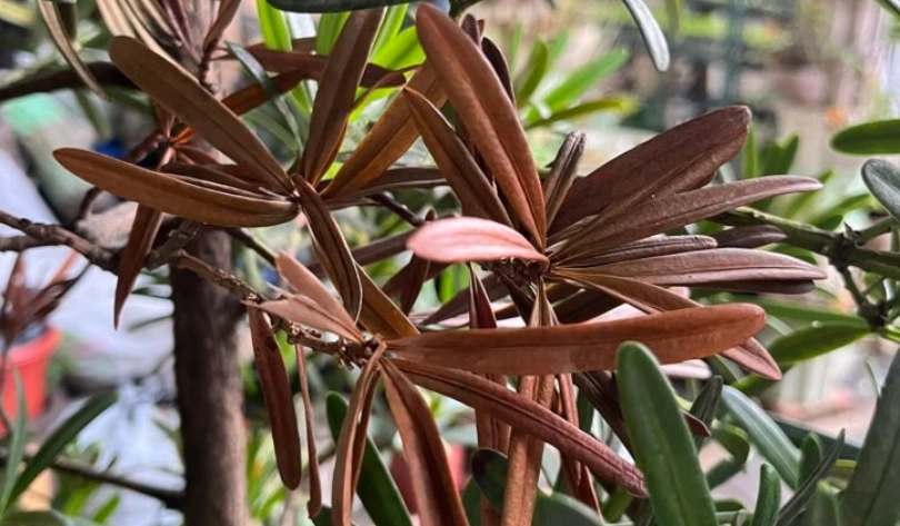 羅漢松 葉子 枯萎