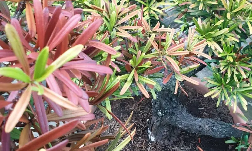 羅漢松 葉子 枯萎