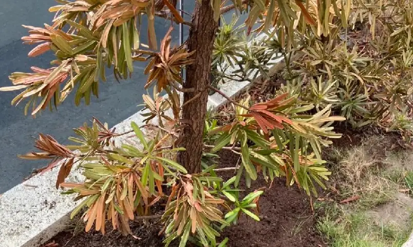 盆栽 羅漢松 照顧