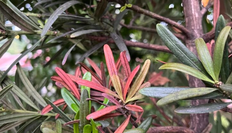 盆栽 羅漢松 照顧