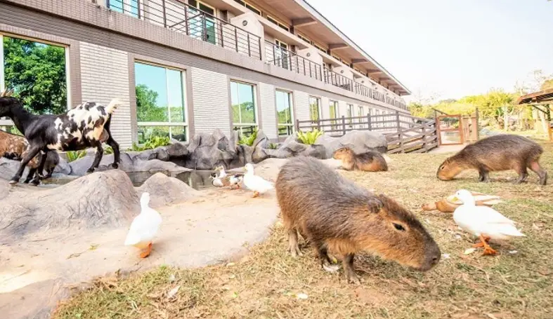 關西六福莊水豚