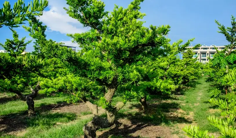 羅漢松修剪 羅漢松修剪