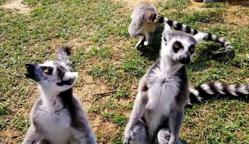 關西六福莊水豚