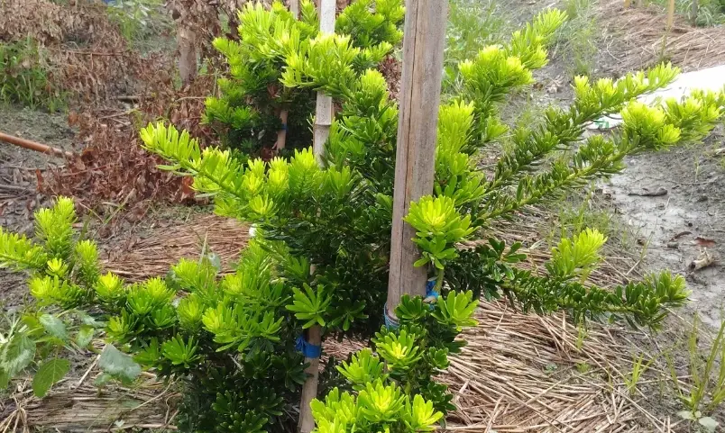 羅漢松養護 羅漢松養護