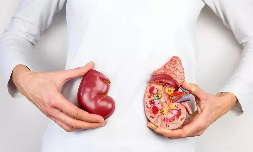 蛋白質腎臟病飲食