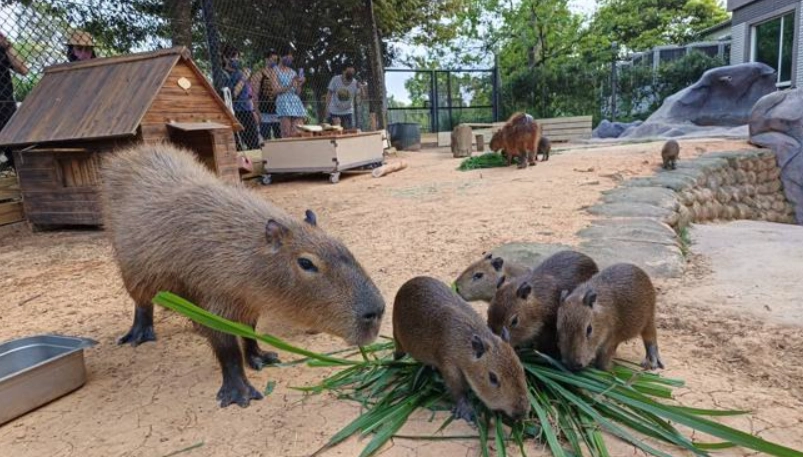 關西六福莊水豚