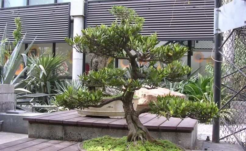 羅漢松修剪 羅漢松修剪