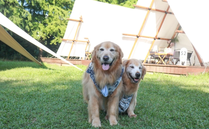 苗栗露營區寵物友善