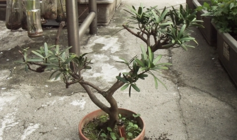 羅漢松養護 羅漢松養護