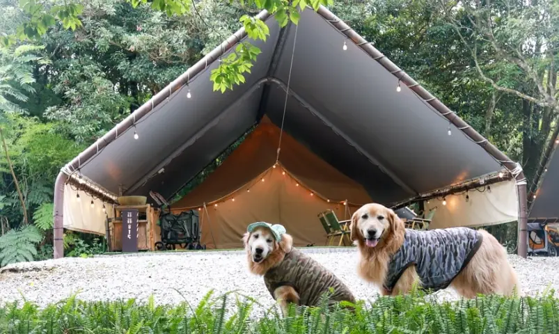 懶人露營寵物