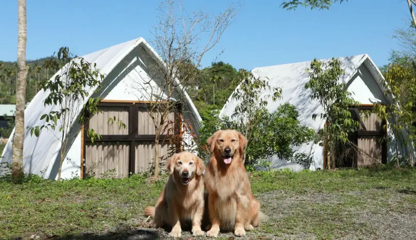苗栗寵物露營