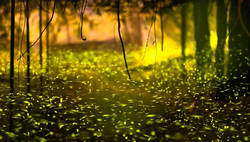 螢火蟲季時間
