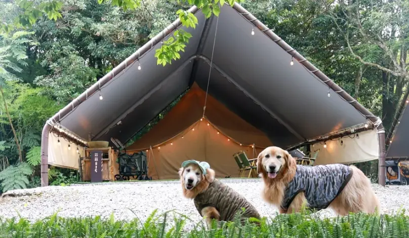 寵物友善露營