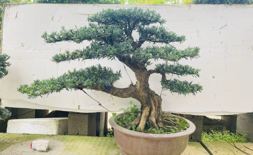 羅漢松養護 羅漢松養護