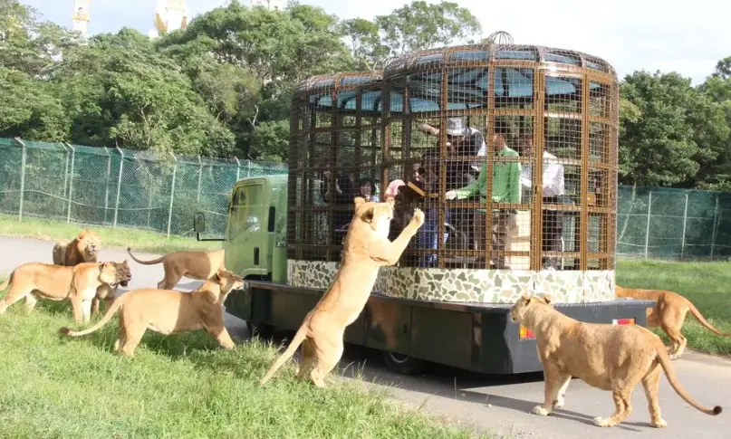 六福村夜宿 六福村夜宿
