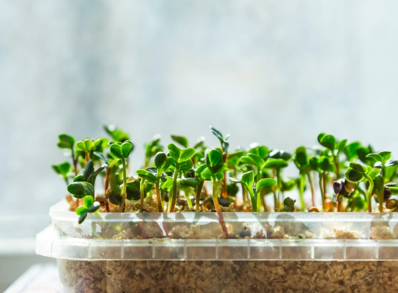 青花苗營養價值