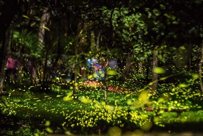 台灣螢火蟲季節