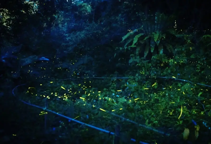 螢火蟲觀賞