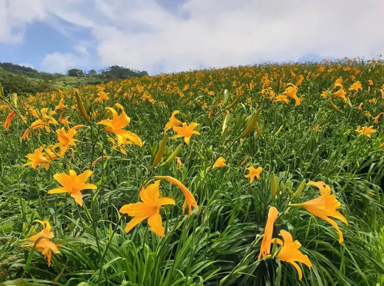 金針花酸味處理