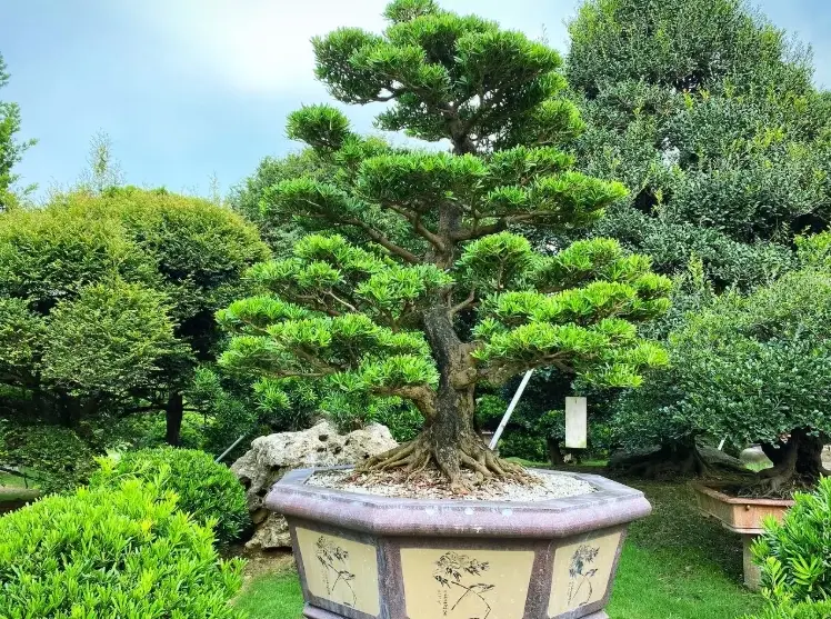 羅漢松造型修剪