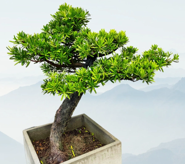 羅漢松造型修剪